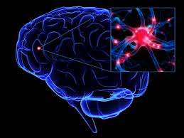 neurona y cerebro.jpg